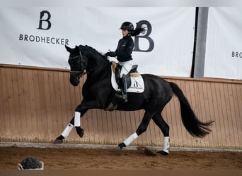 Hannoveriano, Caballo castrado, 5 años, 165 cm, Negro