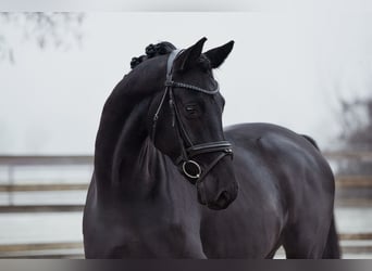 Hannoveriano, Caballo castrado, 5 años, 165 cm, Negro