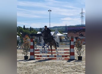 Hannoveriano, Caballo castrado, 5 años, 165 cm, Tordo rodado