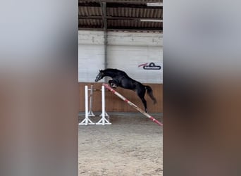 Hannoveriano, Caballo castrado, 5 años, 165 cm, Tordo rodado