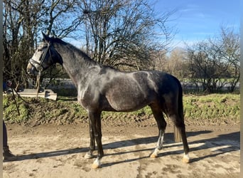 Hannoveriano, Caballo castrado, 5 años, 165 cm, Tordo rodado