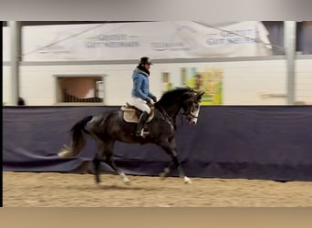 Hannoveriano, Caballo castrado, 5 años, 165 cm, Tordo rodado