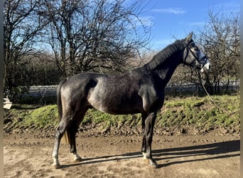 Hannoveriano, Caballo castrado, 5 años, 165 cm, Tordo rodado