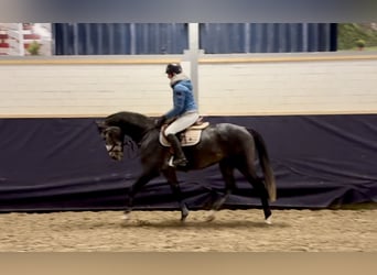 Hannoveriano, Caballo castrado, 5 años, 165 cm, Tordo rodado