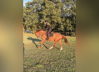 Hannoveriano, Caballo castrado, 5 años, 166 cm, Alazán