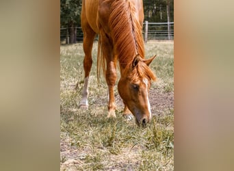 Hannoveriano, Caballo castrado, 5 años, 166 cm, Alazán