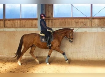 Hannoveriano, Caballo castrado, 5 años, 166 cm, Alazán-tostado