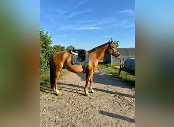 Hannoveriano, Caballo castrado, 5 años, 166 cm, Alazán-tostado