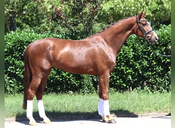 Hannoveriano, Caballo castrado, 5 años, 166 cm, Alazán-tostado