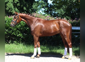 Hannoveriano, Caballo castrado, 5 años, 166 cm, Alazán-tostado
