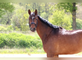 Hannoveriano, Caballo castrado, 5 años, 166 cm, Castaño