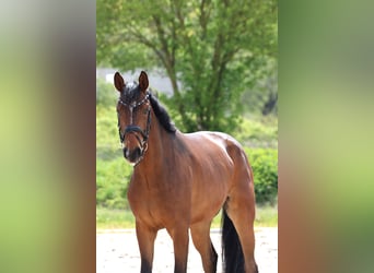 Hannoveriano, Caballo castrado, 5 años, 166 cm, Castaño