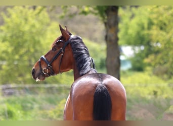 Hannoveriano, Caballo castrado, 5 años, 166 cm, Castaño