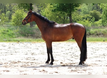 Hannoveriano, Caballo castrado, 5 años, 166 cm, Castaño