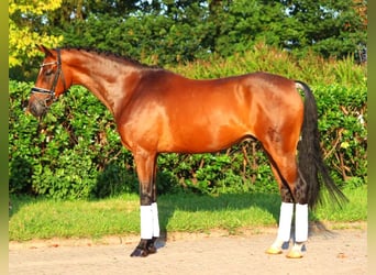 Hannoveriano, Caballo castrado, 5 años, 166 cm, Castaño