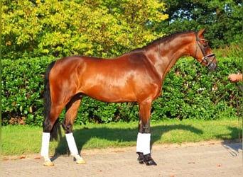 Hannoveriano, Caballo castrado, 5 años, 166 cm, Castaño