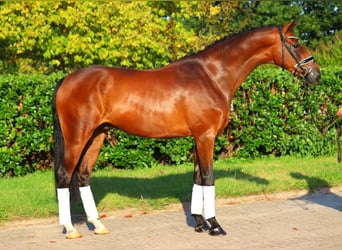 Hannoveriano, Caballo castrado, 5 años, 166 cm, Castaño