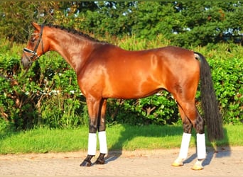 Hannoveriano, Caballo castrado, 5 años, 166 cm, Castaño