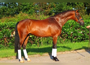 Hannoveriano, Caballo castrado, 5 años, 166 cm, Castaño