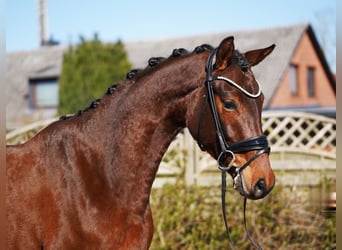 Hannoveriano, Caballo castrado, 5 años, 166 cm, Castaño oscuro