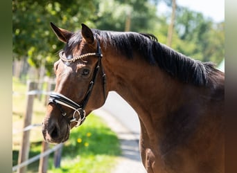 Hannoveriano, Caballo castrado, 5 años, 166 cm, Castaño oscuro