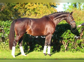Hannoveriano, Caballo castrado, 5 años, 166 cm, Castaño oscuro
