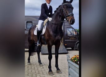 Hannoveriano, Caballo castrado, 5 años, 166 cm, Castaño oscuro