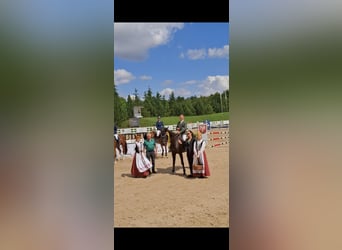 Hannoveriano, Caballo castrado, 5 años, 166 cm, Castaño oscuro