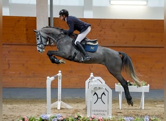 Hannoveriano, Caballo castrado, 5 años, 166 cm, Negro