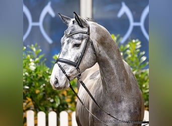 Hannoveriano, Caballo castrado, 5 años, 166 cm, Negro