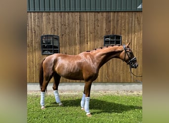 Hannoveriano, Caballo castrado, 5 años, 167 cm, Alazán