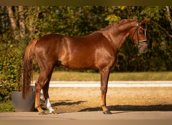 Hannoveriano, Caballo castrado, 5 años, 167 cm, Alazán-tostado