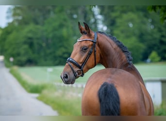 Hannoveriano, Caballo castrado, 5 años, 167 cm, Castaño
