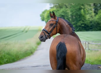 Hannoveriano, Caballo castrado, 5 años, 167 cm, Castaño