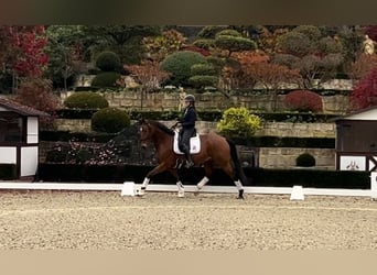 Hannoveriano, Caballo castrado, 5 años, 167 cm, Castaño