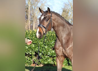 Hannoveriano, Caballo castrado, 5 años, 167 cm, Castaño