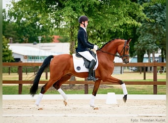 Hannoveriano, Caballo castrado, 5 años, 167 cm, Castaño