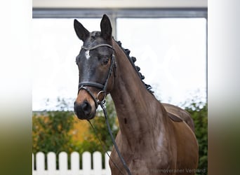 Hannoveriano, Caballo castrado, 5 años, 167 cm, Castaño
