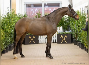 Hannoveriano, Caballo castrado, 5 años, 167 cm, Castaño