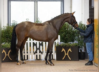 Hannoveriano, Caballo castrado, 5 años, 167 cm, Castaño
