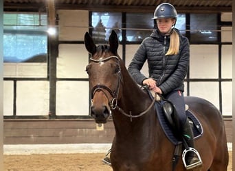 Hannoveriano, Caballo castrado, 5 años, 167 cm, Castaño