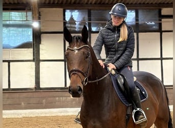 Hannoveriano, Caballo castrado, 5 años, 167 cm, Castaño