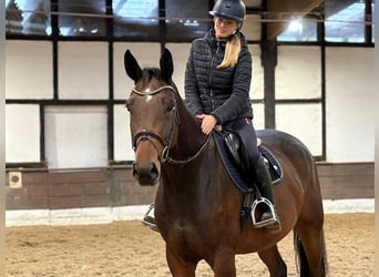 Hannoveriano, Caballo castrado, 5 años, 167 cm, Castaño