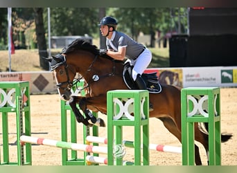 Hannoveriano, Caballo castrado, 5 años, 167 cm, Castaño