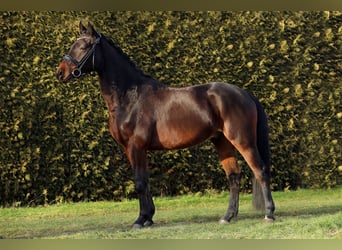 Hannoveriano, Caballo castrado, 5 años, 167 cm, Castaño oscuro