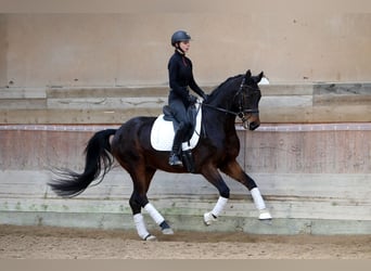 Hannoveriano, Caballo castrado, 5 años, 167 cm, Castaño oscuro