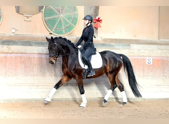 Hannoveriano, Caballo castrado, 5 años, 167 cm, Castaño oscuro