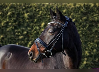 Hannoveriano, Caballo castrado, 5 años, 167 cm, Castaño oscuro