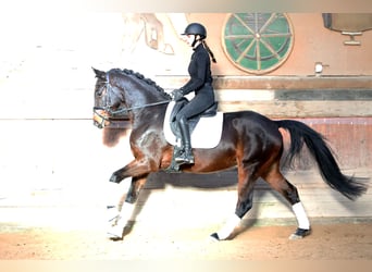 Hannoveriano, Caballo castrado, 5 años, 167 cm, Castaño oscuro