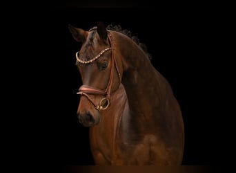 Hannoveriano, Caballo castrado, 5 años, 167 cm, Castaño oscuro